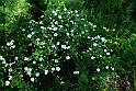 Moncenisio - Fiori_32